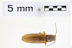 Foto (Dorsalansicht) von Athous sinuaticollis (NHMW-ZOO-COL-0008549)